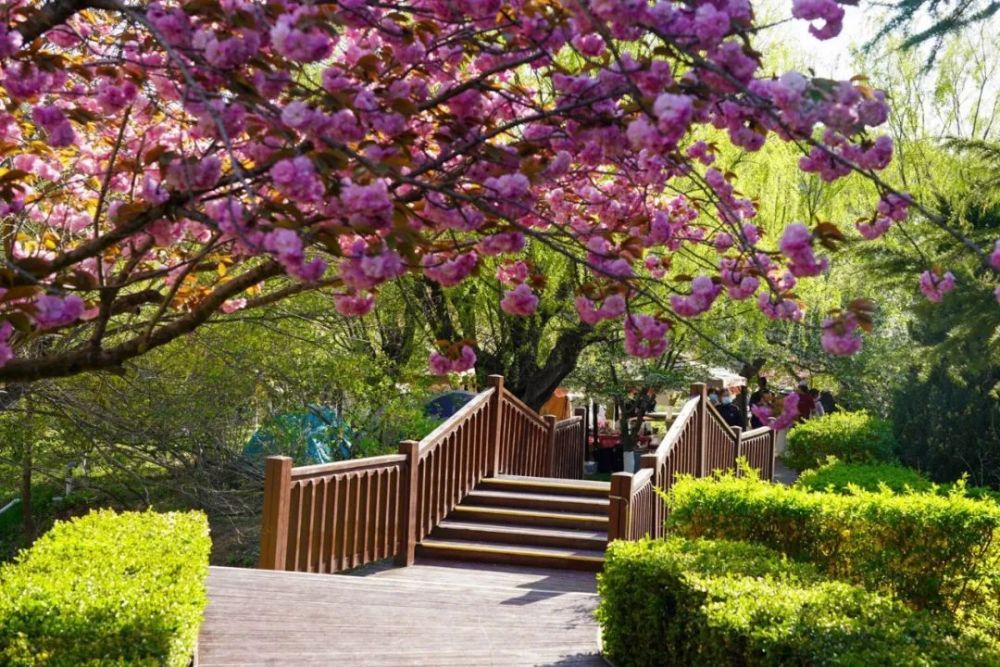 旅顺樱花花期预报