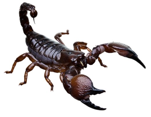 蝎子武器之绝笑脸鬼脸卡哇伊,螃蟹蚂蚁变形记,这世界有多少奇特的蜘蛛