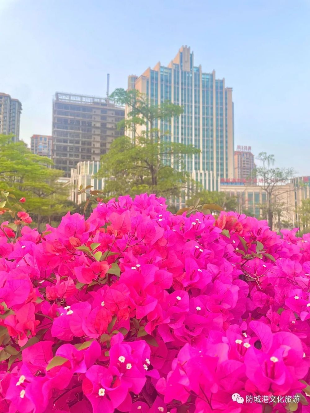 叶子花（叶子花花语寓意三角梅区别） 第2张