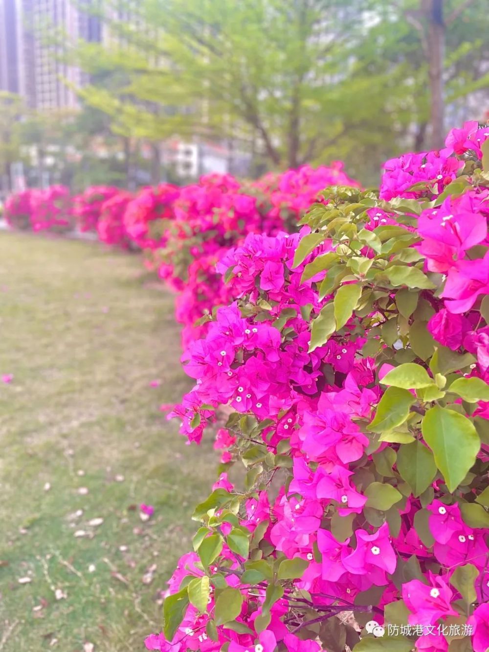 叶子花（叶子花花语寓意三角梅区别） 第3张