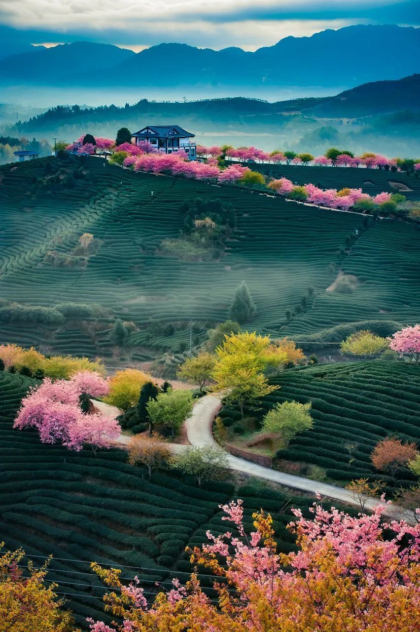 中国哪里的樱花最好看?快收下这份赏樱地图-腾讯新闻