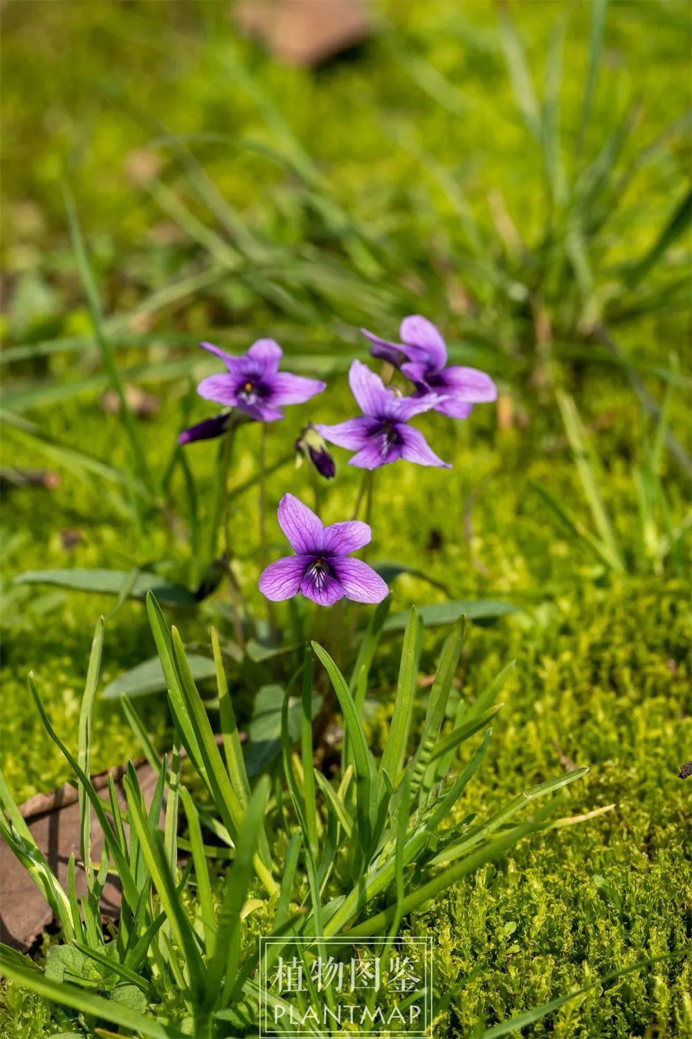 杭州最美的野花草地上都有什么花?_腾讯新闻