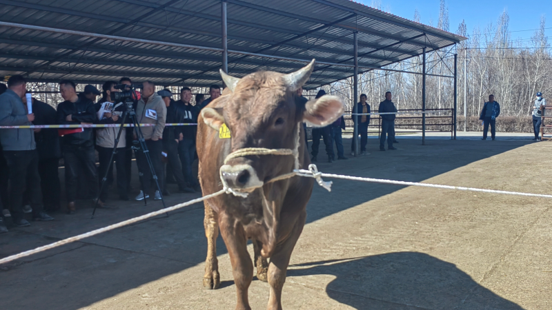 伊犁新褐种牛场举办新疆褐牛种公牛拍卖会