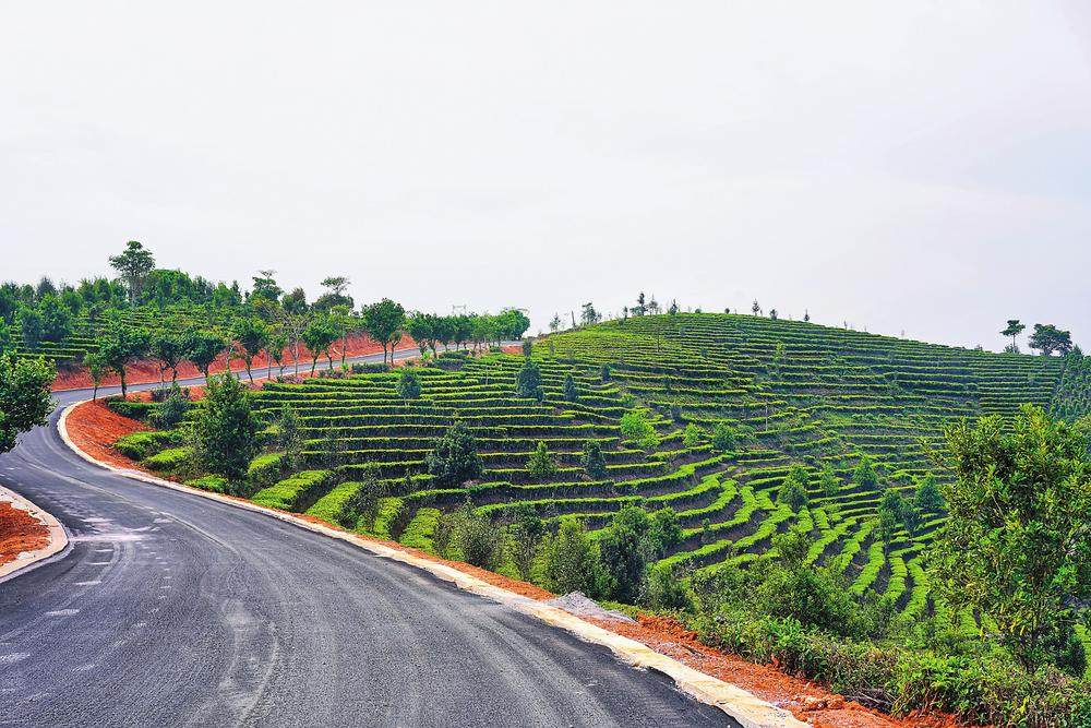 大渡岗乡万亩茶园 供图春茶采摘季来临,站在景洪市大渡岗乡的万亩茶园