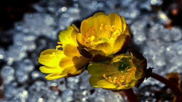 长白山春之使者冰凌花