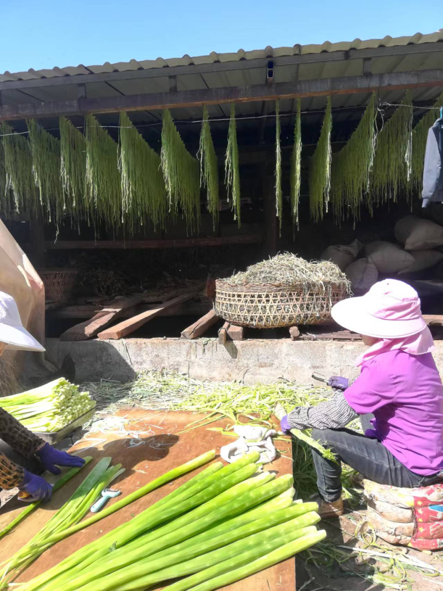 鹤庆县西邑镇:贡菜种植成为群众致富新路子_腾讯新闻