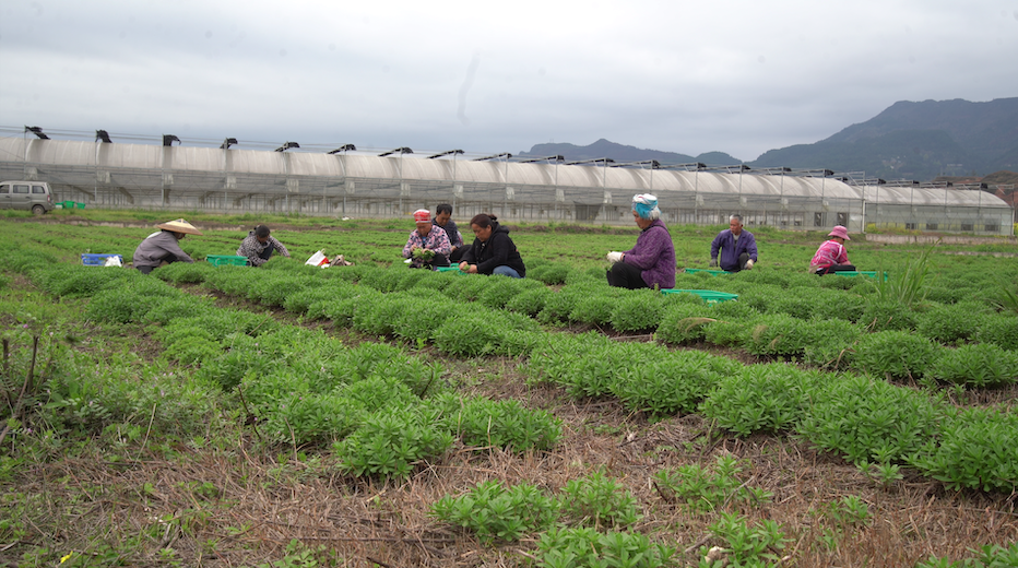 成为黄平"苗侗山珍"首个蔬菜种植基地,带动农户种植野菜上万亩