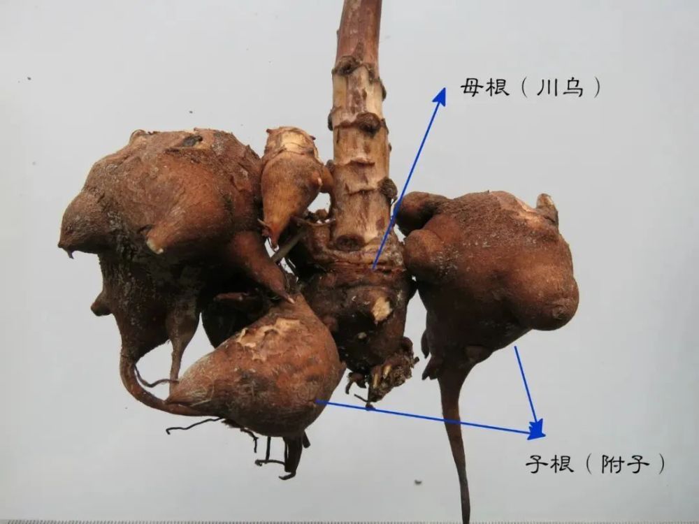 能祛除体内寒湿的10味药_腾讯新闻