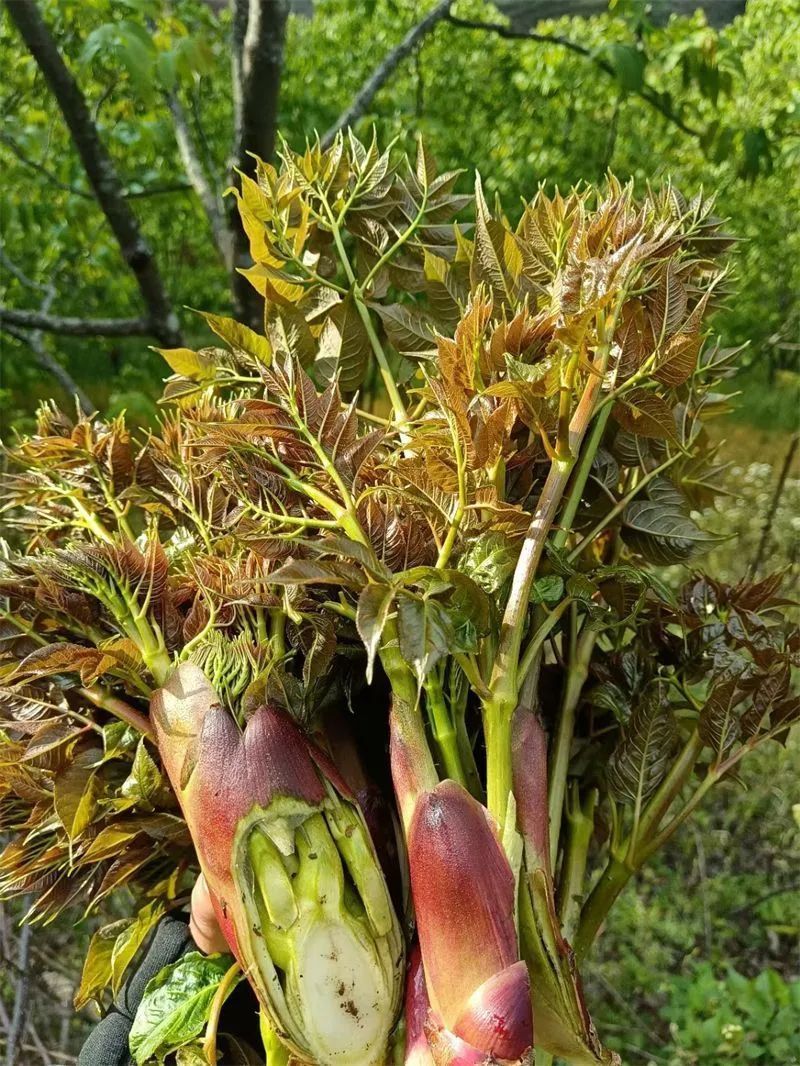 刺头菜的嫩芽和嫩茎叶,低脂肪,低糖,多纤维,多维生素,是无污染,纯绿色