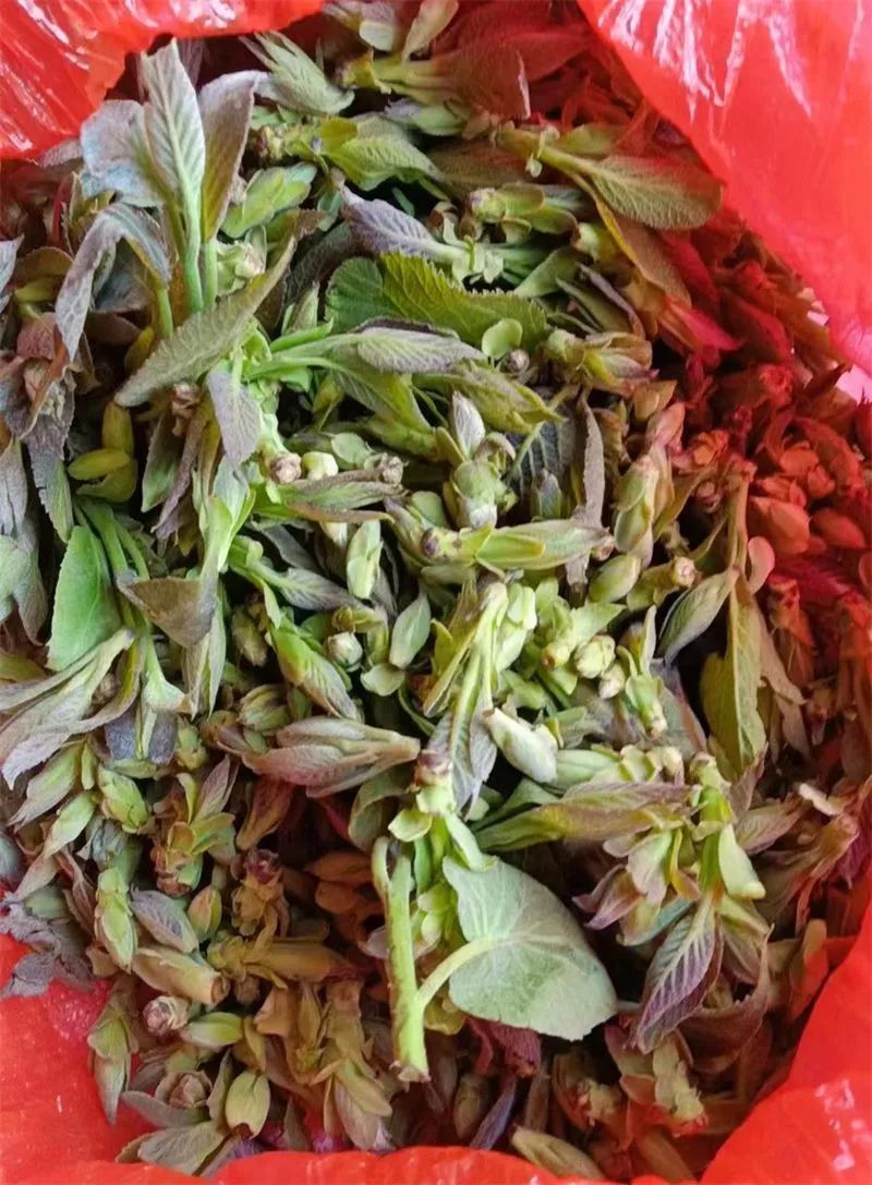 鲁班菜又叫树头菜.鲁班菜的嫩叶味道苦涩,继而回甘,多与豆米煮食.