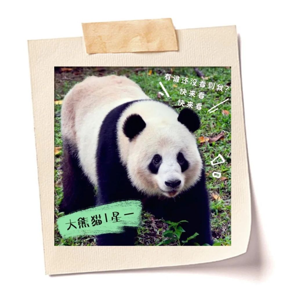 快来收集"广州动物园"明星角色卡!_腾讯新闻