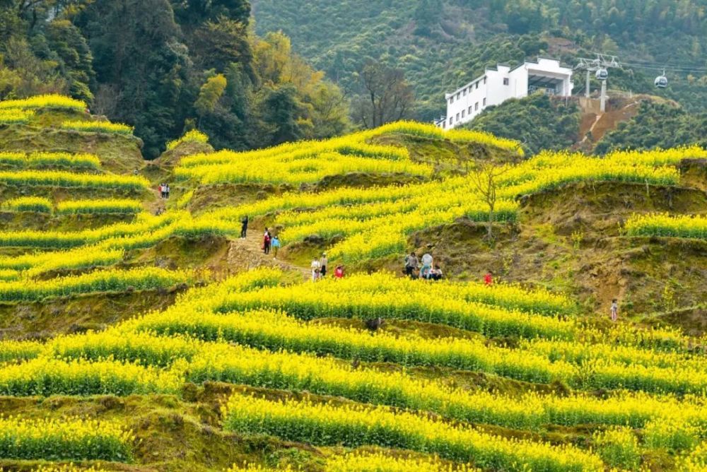 婺源春天不放假油菜花海等你來打卡