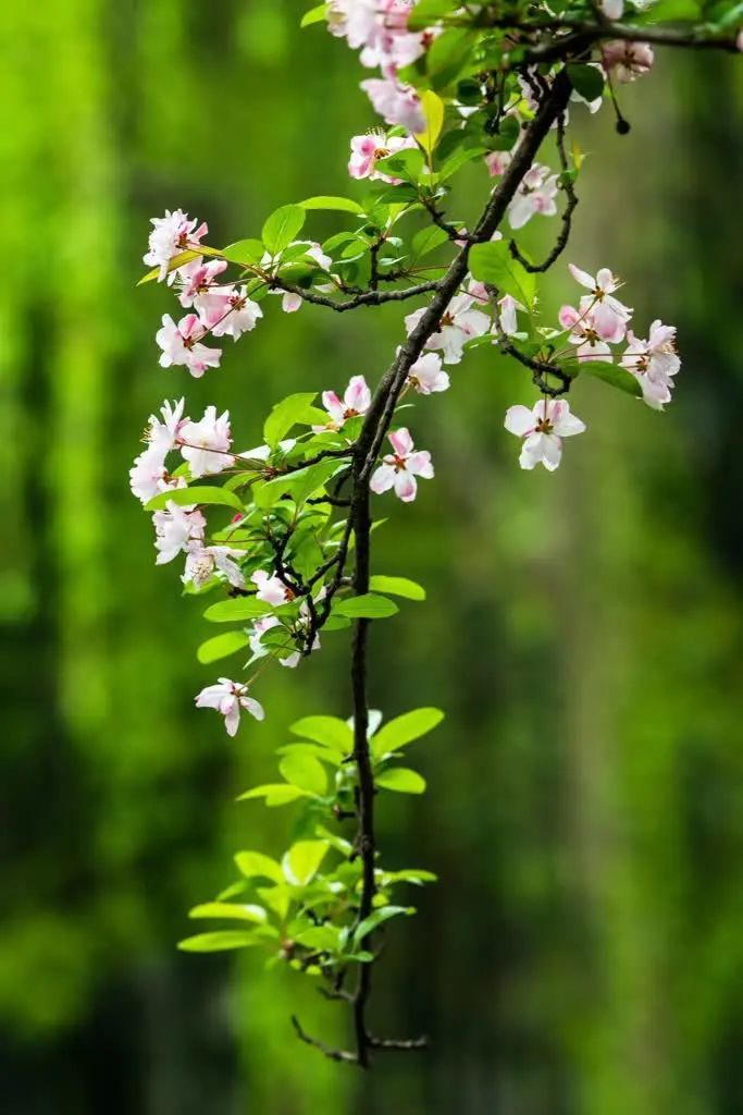 最是一年春好处花柳轻,风雨净7415处处桃红柳绿,生机盎然这一切