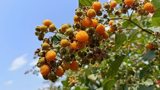 有一种叫云南的生活|无刺黄泡你吃过吗?来玉溪这个果园尝尝