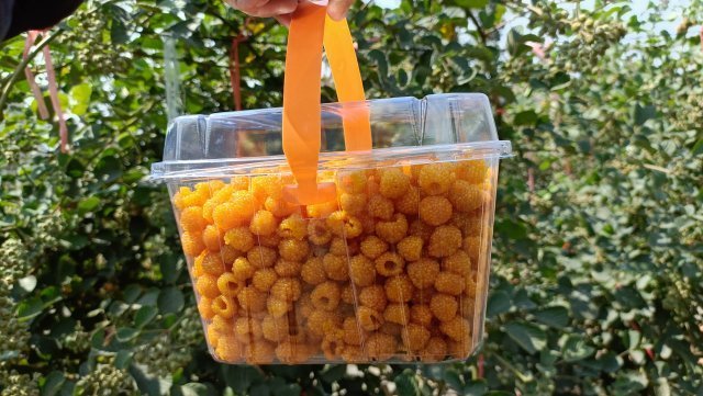 来玉溪这个果园尝尝