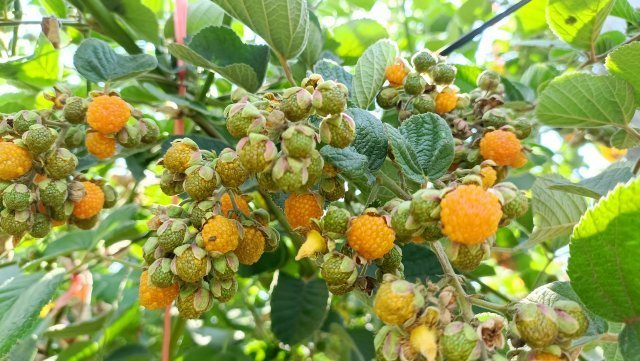 有一种叫云南的生活|无刺黄泡你吃过吗?来玉溪这个果园尝尝