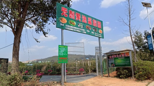 来玉溪这个果园尝尝