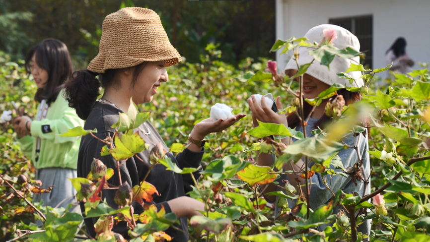 從一塊棉花地到一場跨越千年的展覽松江棉布在這所高校綻放魅力