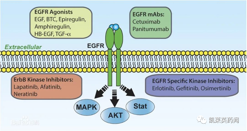 石药EGFR ADC药物CPO301在美获批临床_腾讯新闻