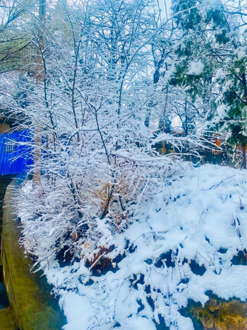 岳麓山雪景图片