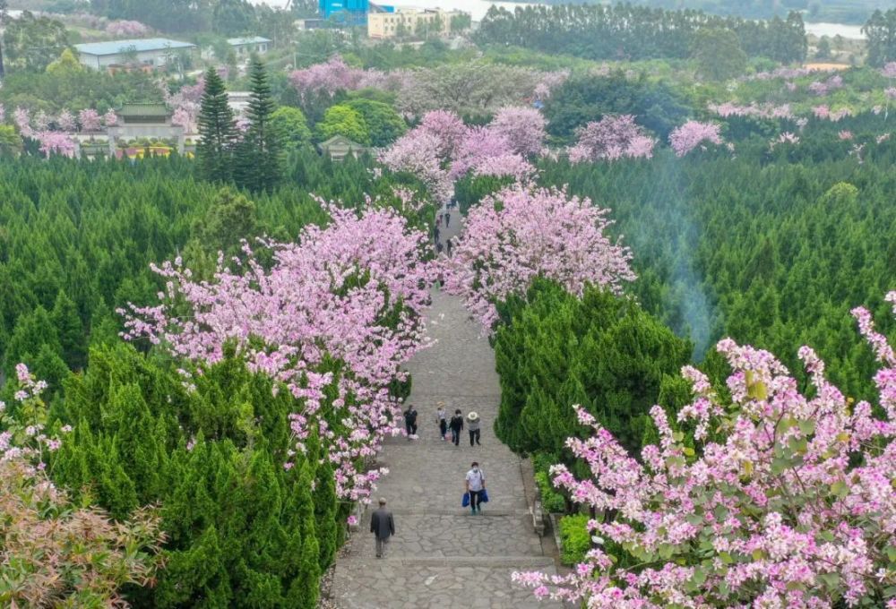 清明祭扫柳州迎来首个高峰这片紫荆花海的盛花期来了