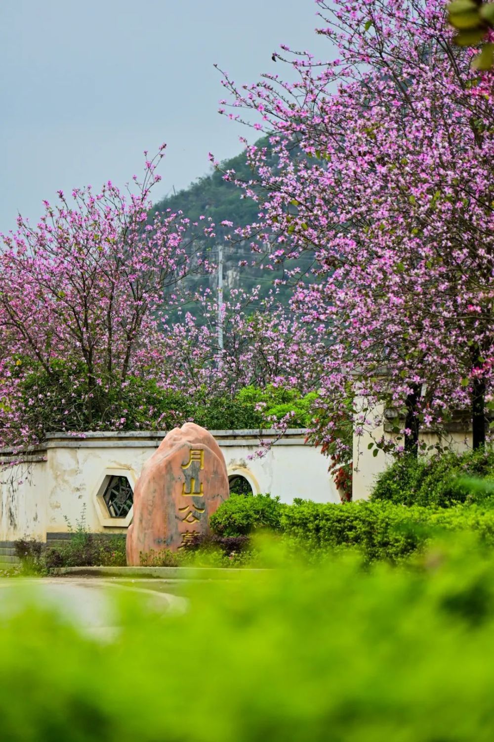 清明祭扫柳州迎来首个高峰这片紫荆花海的盛花期来了