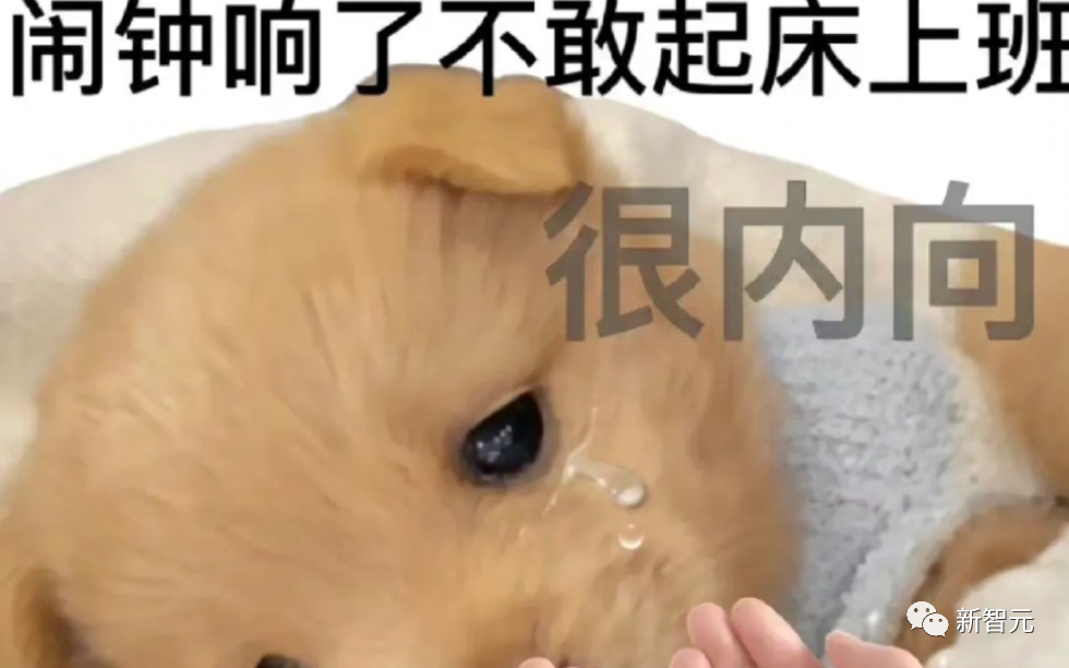 与鸟鸟共话梗趣，揭秘脱口秀演员的秘密