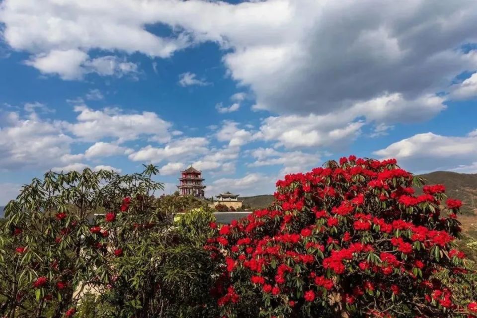【多彩贵州61花漾中国】镜头里的钟山|天生湖十里杜鹃花,惊艳了春天