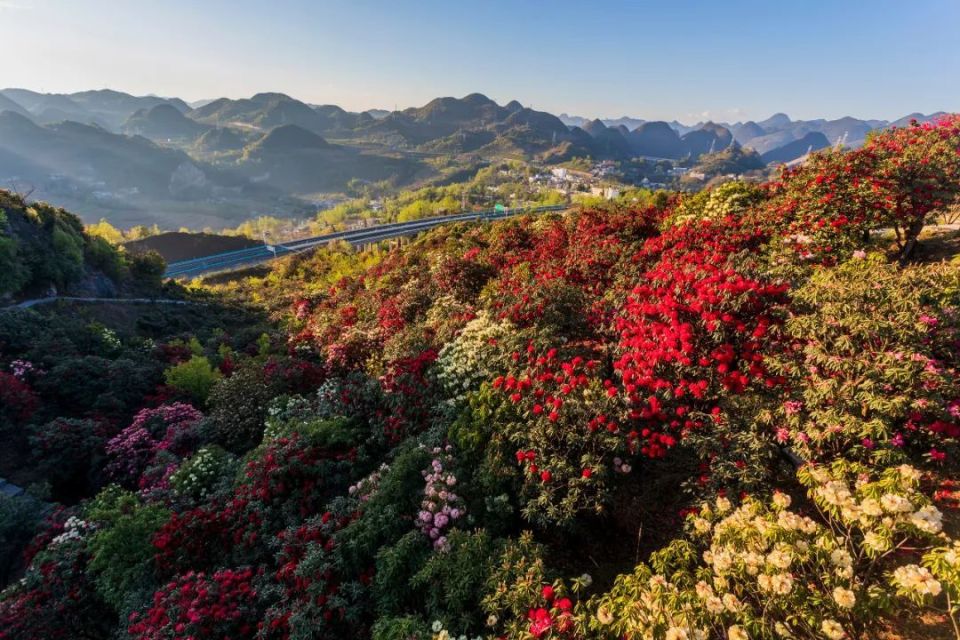 【多彩贵州61花漾中国】镜头里的钟山|天生湖十里杜鹃花,惊艳了春天