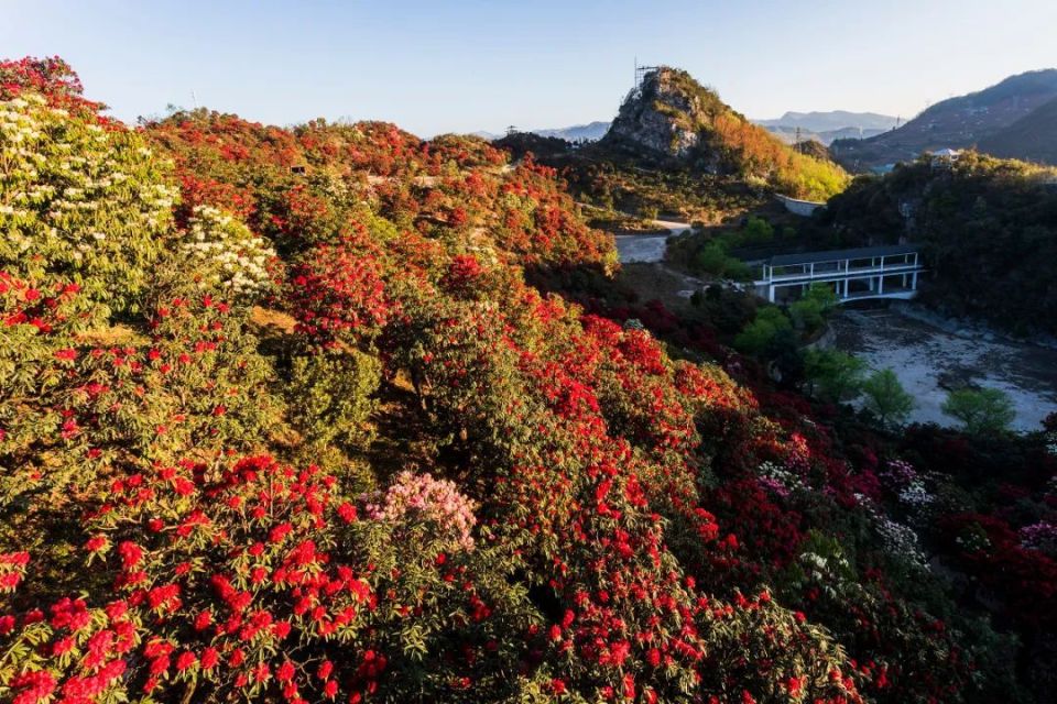 【多彩贵州61花漾中国】镜头里的钟山|天生湖十里杜鹃花,惊艳了春天