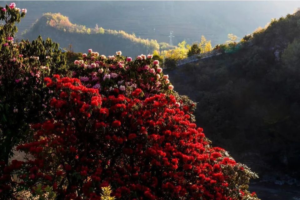 【多彩贵州61花漾中国】镜头里的钟山|天生湖十里杜鹃花,惊艳了春天