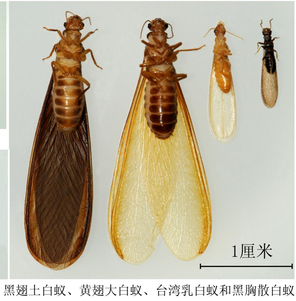 四川地区常见的白蚁种类主要有:黑胸散白蚁,台湾乳白蚁和黑翅土白蚁