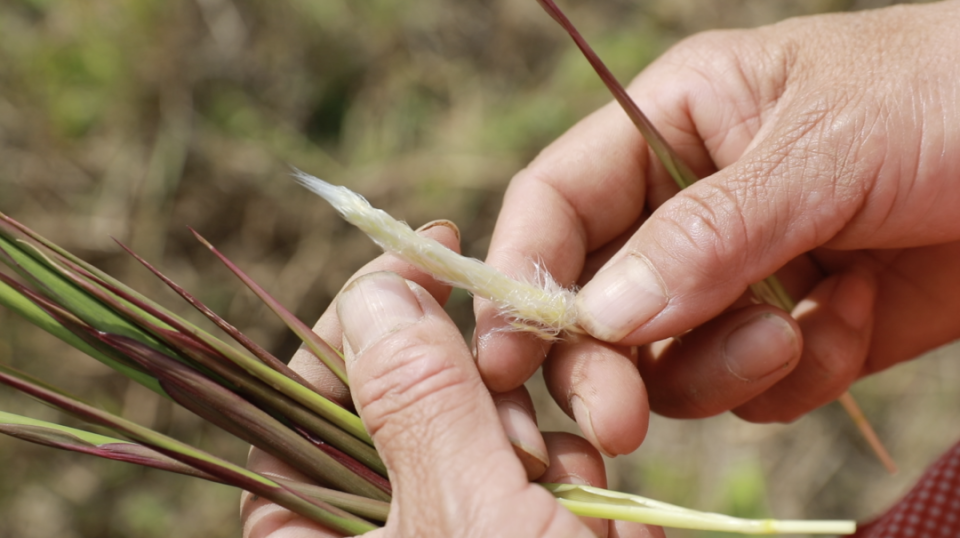 崇明小囡你小时候拔过茅针吗