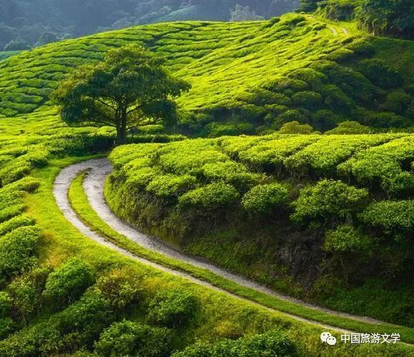 行走丨基諾山問茶