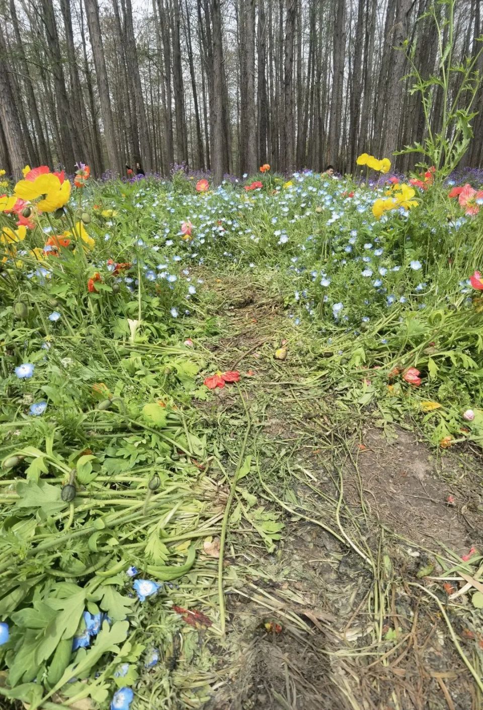 花海被成片破坏…公园痛心:明明有多条花径可以走|文明旅游_腾讯新闻