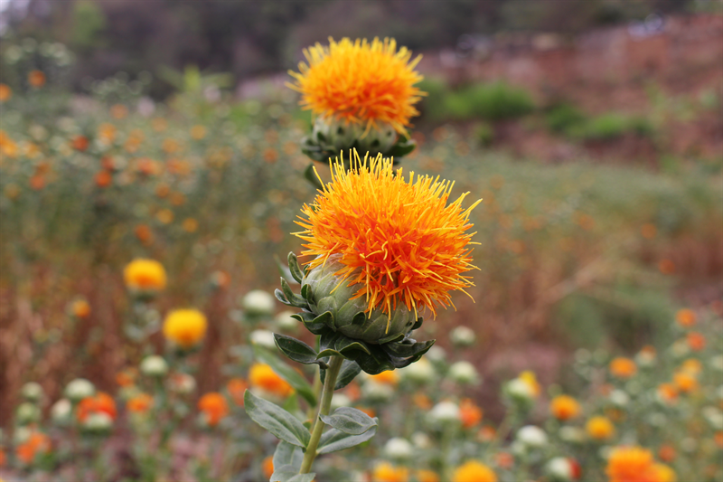 推荐春天到墨江岩子脚赴一场滇红花之约