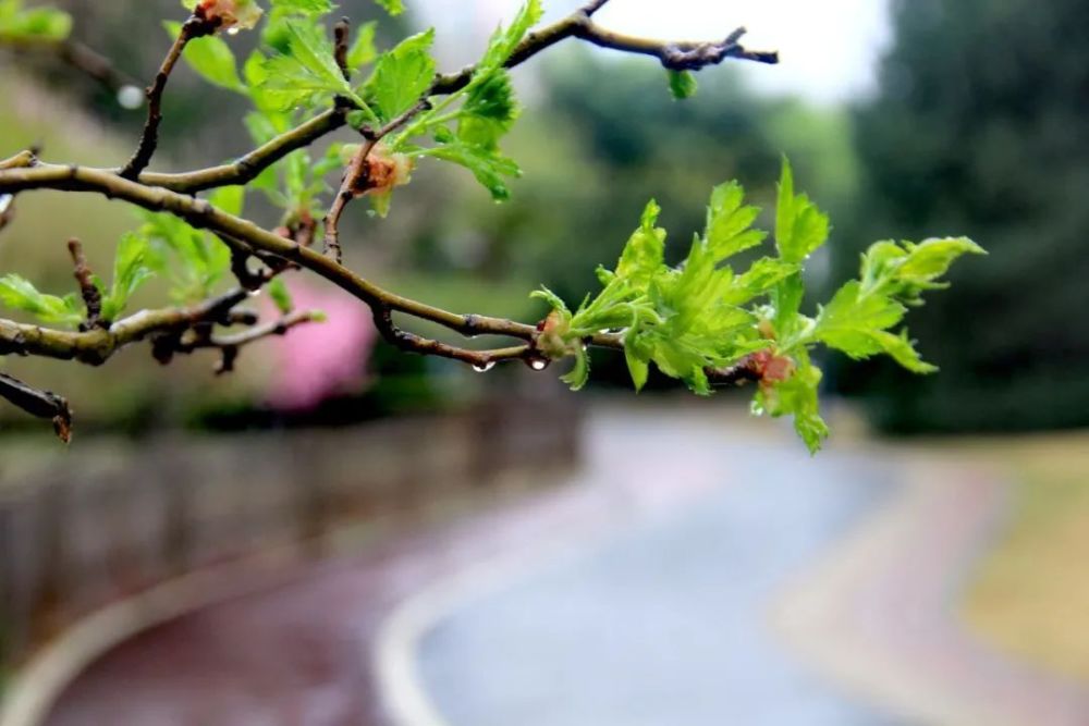 昌平公园雨中春色别样美