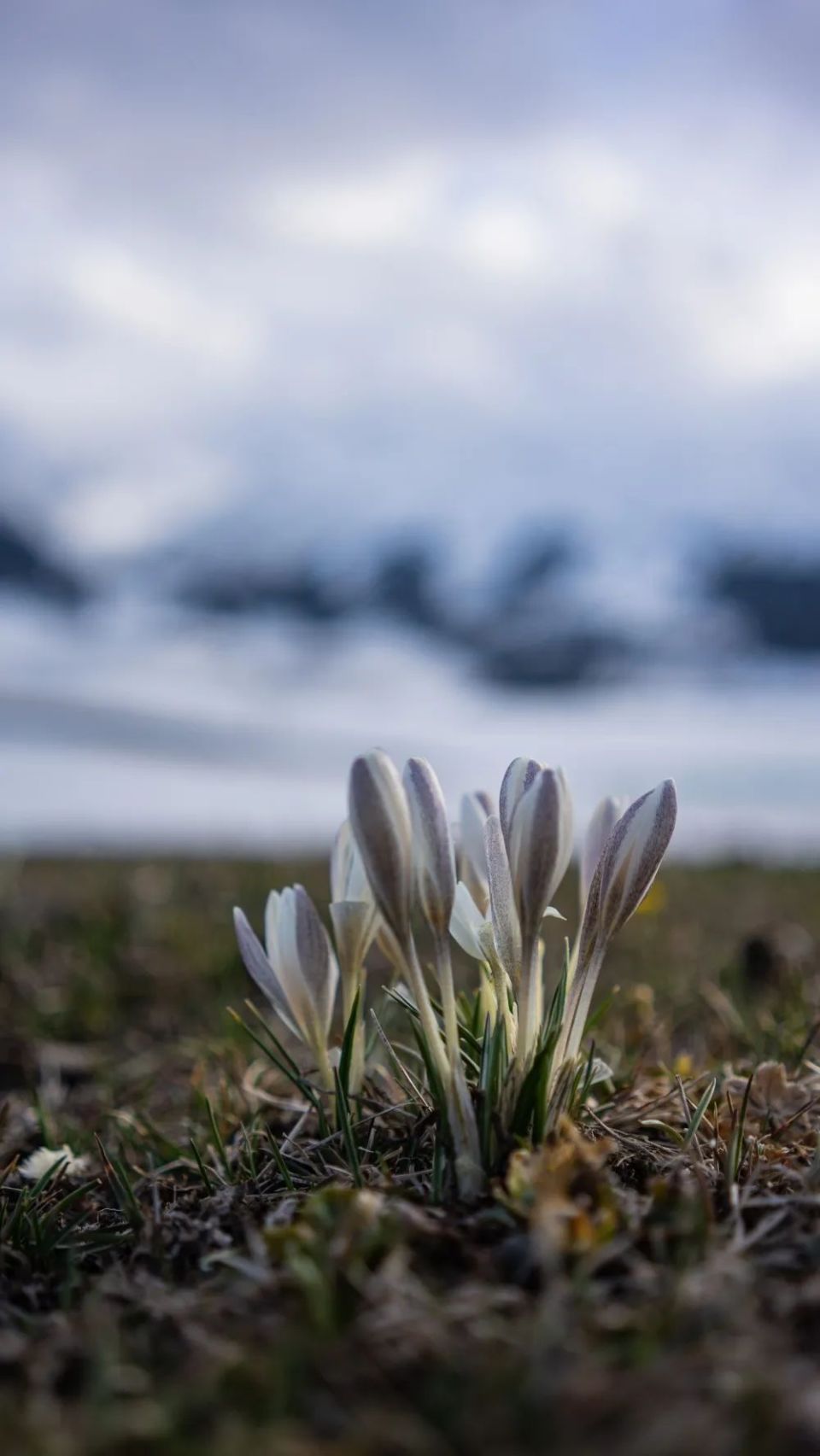 醉美新源叮咚来自春天的告白