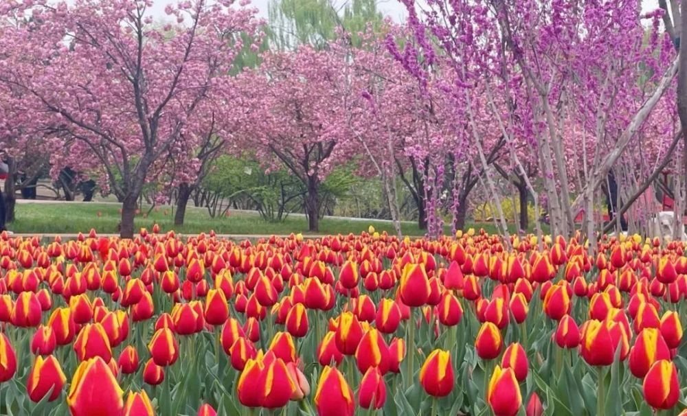 郁见最美四月天石家庄市植物园第十七届郁金香文化节开幕