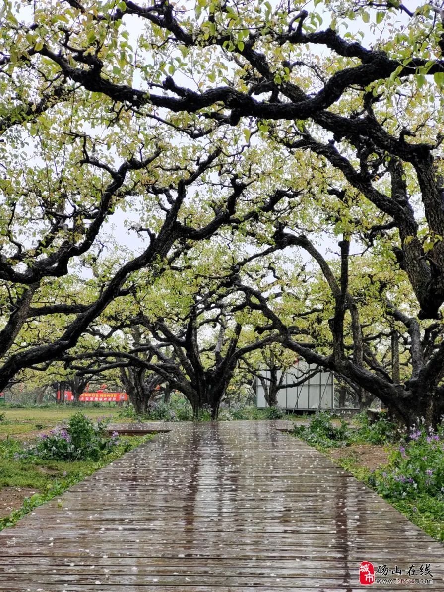 相约安徽向春而行梨花带雨一场大雨宿州砀山梨花添新叶