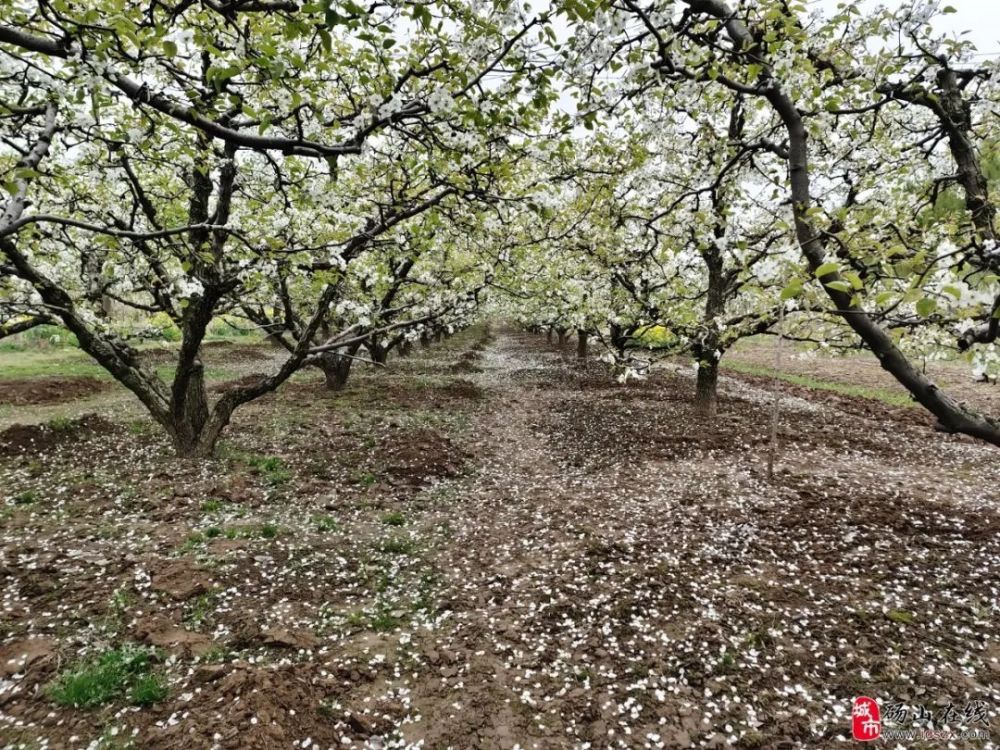相约安徽·向春而行|"梨花带雨" 一场大雨 宿州砀山梨花添新叶_腾讯