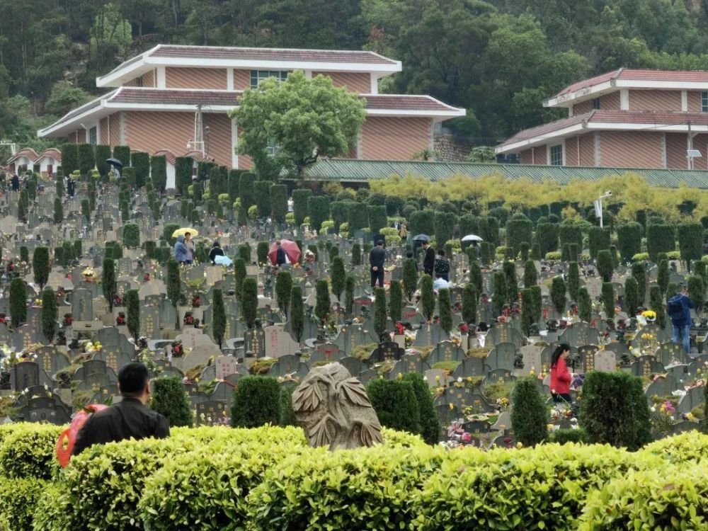 中華永久墓園方面介紹,從前兩週開始,墓園就迎來了錯峰祭掃的市民.