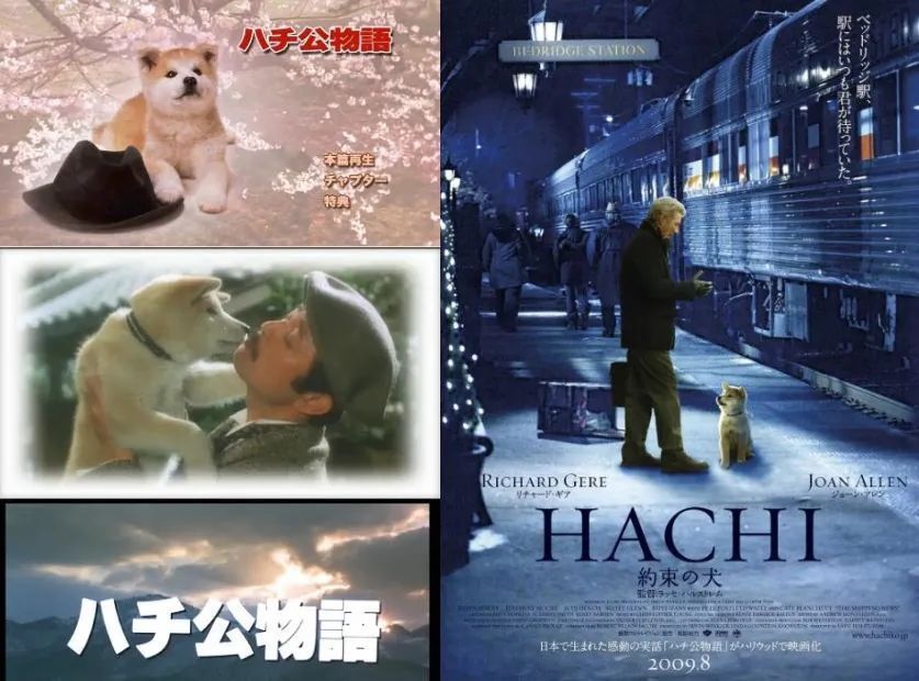 用18只小土狗，《忠犬八公》如何让3000000人落泪？_腾讯新闻