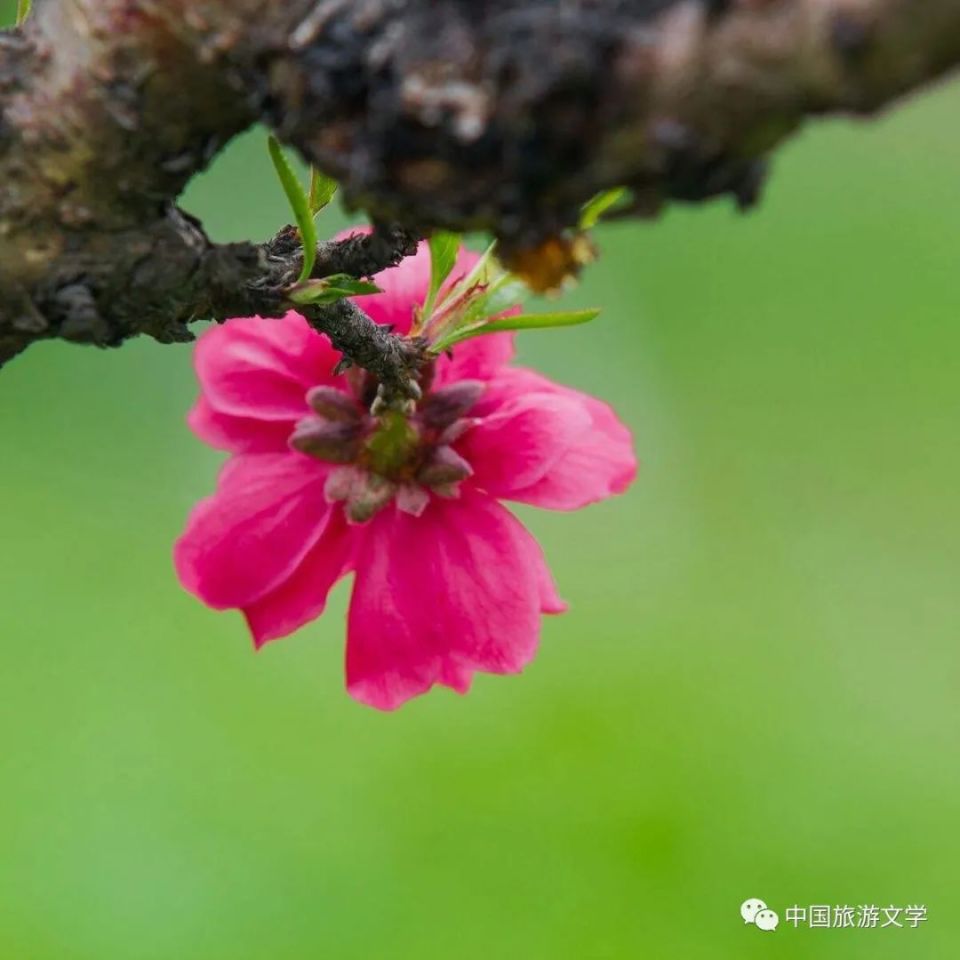 行走丨鸟鸣枝头唤春来