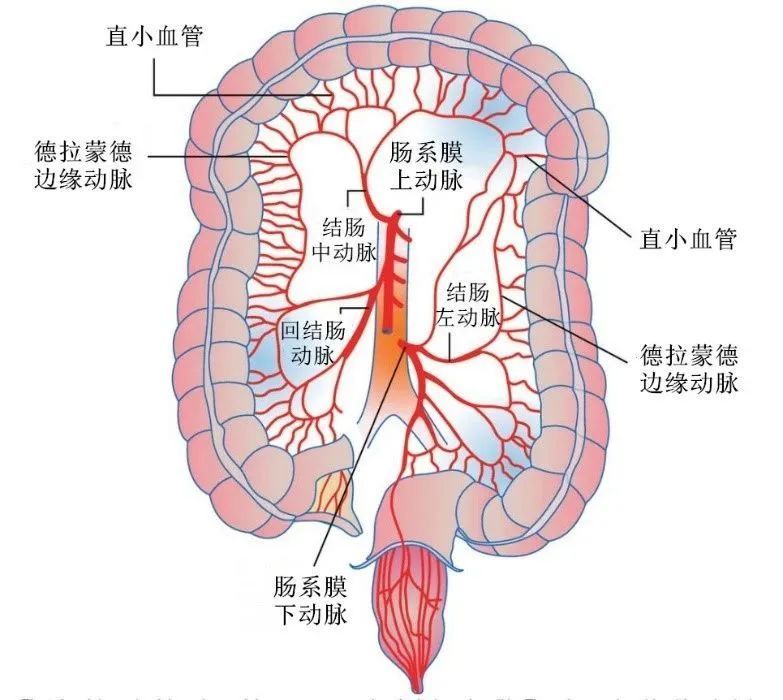 甚至有病理生理学研究认为,imp是由于肠系膜静脉肌层长时间缺氧损伤