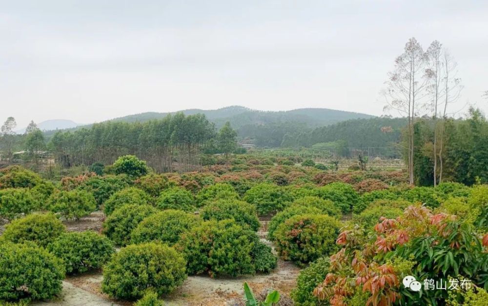 荔枝进入盛花期！鹤山果农有望迎来丰收年_腾讯新闻