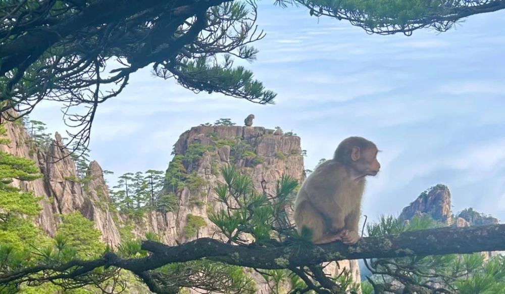 真猴子观海这张在黄山拍到的照片绝了