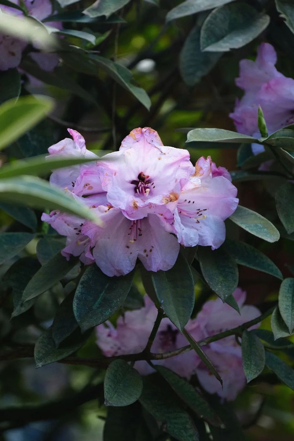 把这里变成了高山杜鹃第一站一朵朵紫色大钟杜鹃可此时的它却有重要的