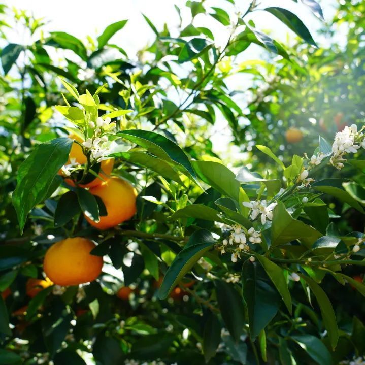 【美好生活季】"花果同树"春日奇景