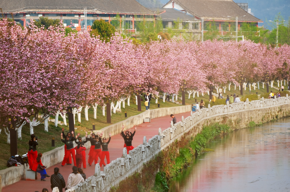 花不误引人驻足近日水城河畔樱花盛放遍地是温柔樱花满枝头